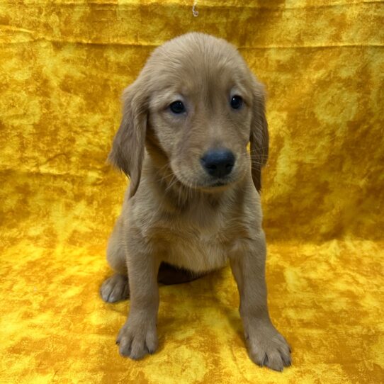 Golden Retriever-DOG-Female-Dark Golden-8983-Petland Pensacola, Florida