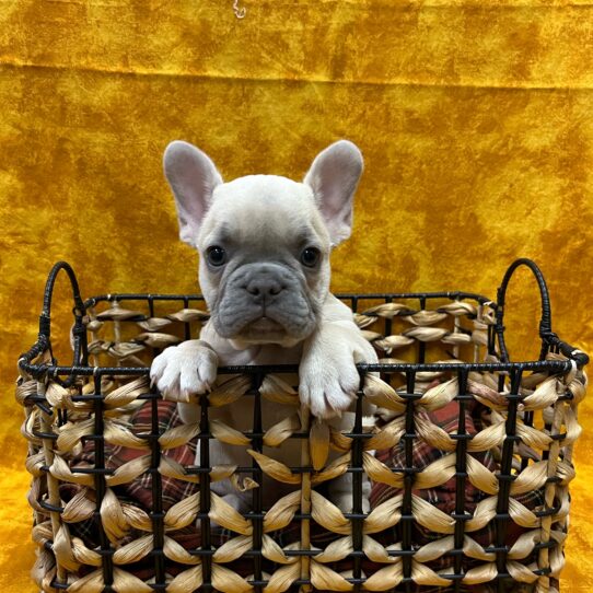 French Bulldog-DOG-Male-Blue Fawn-8984-Petland Pensacola, Florida
