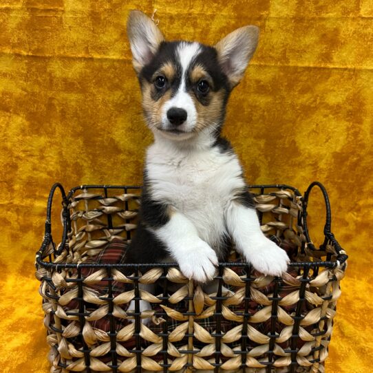 Pembroke Welsh Corgi-DOG-Male-Black and Tan-8986-Petland Pensacola, Florida
