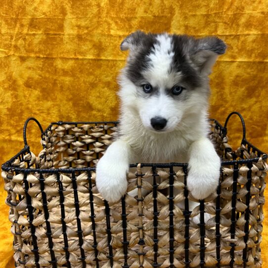 Siberian Husky-DOG-Male-Grey and White-8987-Petland Pensacola, Florida