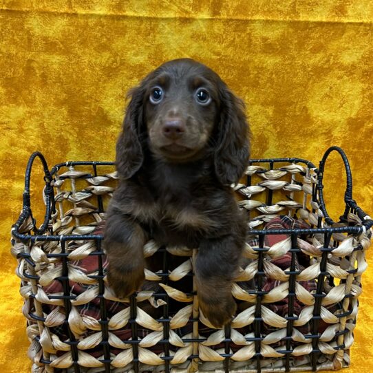 Dachshund-DOG-Male-Chocolate and Tan-8988-Petland Pensacola, Florida
