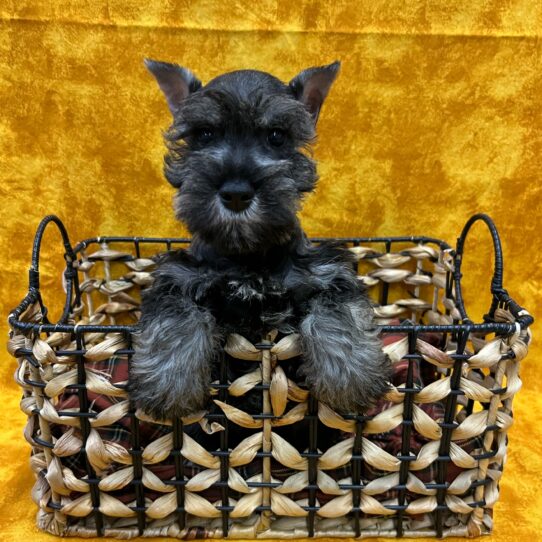 Miniature Schnauzer-DOG-Male-Salt / Pepper-8995-Petland Pensacola, Florida