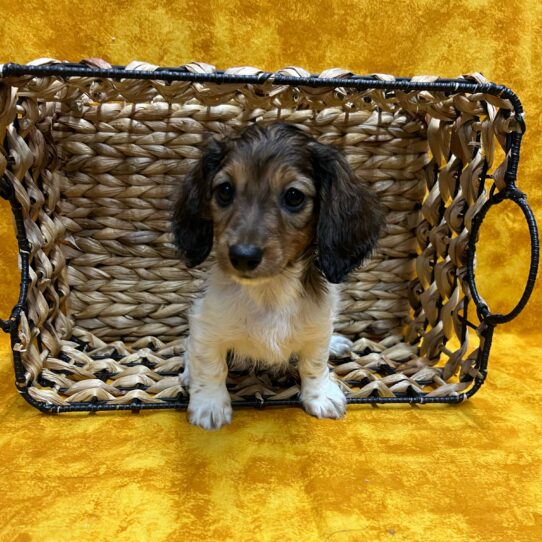 Dachshund-DOG-Female-Red Sable-8996-Petland Pensacola, Florida