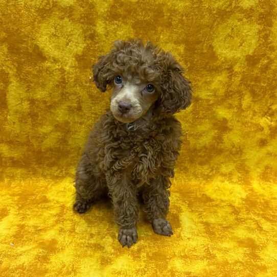 Poodle-DOG-Female-Red-8994-Petland Pensacola, Florida