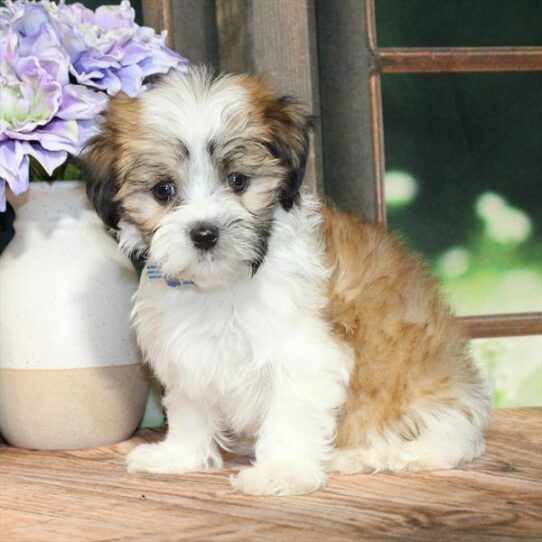 Maltese-Maltipoo-DOG-Female-White / Gold-9008-Petland Pensacola, Florida