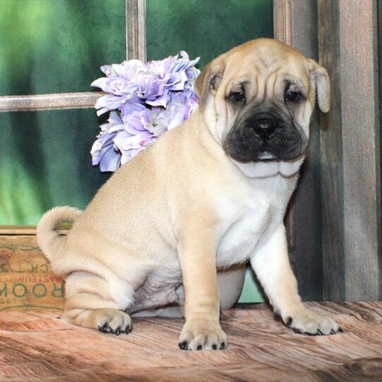 Chinese Shar Pei-DOG-Male-Fawn-9007-Petland Pensacola, Florida