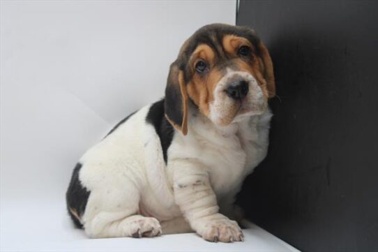 Walrus-DOG-Female-Black / White-9010-Petland Pensacola, Florida
