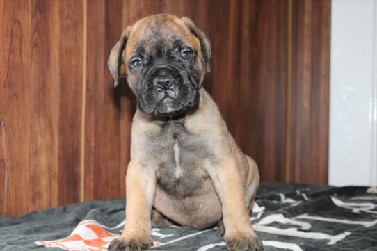 Bullmastiff-DOG-Female-Red Fawn-9009-Petland Pensacola, Florida