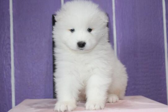 Samoyed-DOG-Male-White-9011-Petland Pensacola, Florida