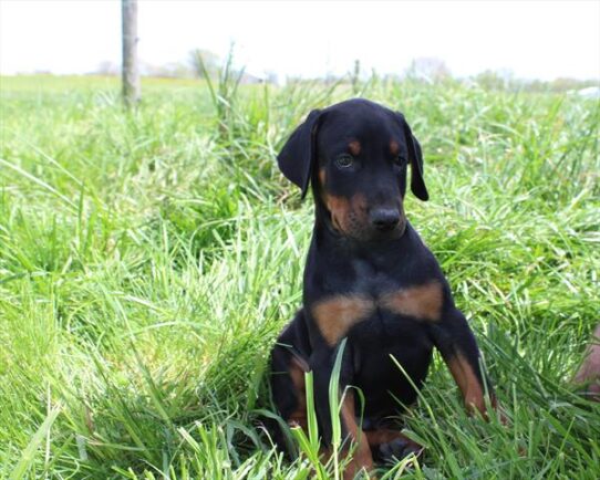 Doberman Pinscher-DOG-Male-Black / Rust-9012-Petland Pensacola, Florida