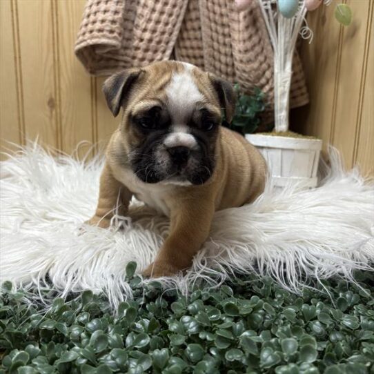 English Bulldog-DOG-Male-Red / White-9013-Petland Pensacola, Florida