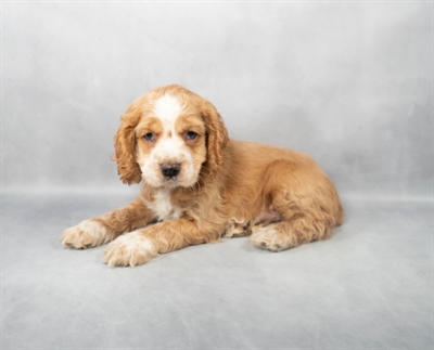 Cocker Spaniel-DOG-Male-Red-9014-Petland Pensacola, Florida