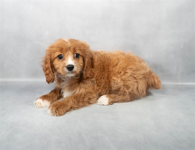Cavapoo-DOG-Female-Red-9015-Petland Pensacola, Florida