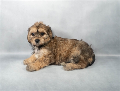 Cavachon-DOG-Female-Sable-9016-Petland Pensacola, Florida