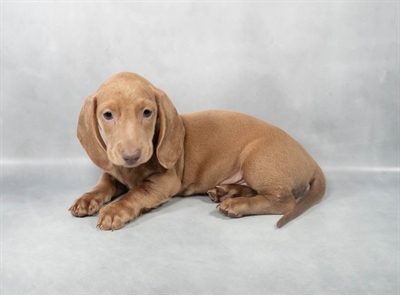 Dachshund-DOG-Male-Blue and Cream-9017-Petland Pensacola, Florida