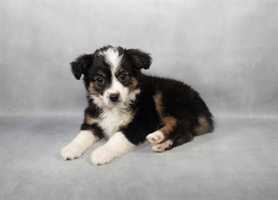 Miniature American Shepherd-DOG-Female-Black White and Tan-9018-Petland Pensacola, Florida