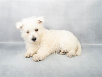 West Highland White Terrier-DOG-Male-White-9019-Petland Pensacola, Florida