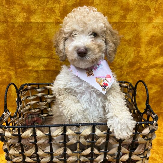 Goldendoodle Mini 2nd Gen-DOG-Male-Golden-9006-Petland Pensacola, Florida