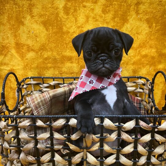 Pug-DOG-Female-Black-9035-Petland Pensacola, Florida
