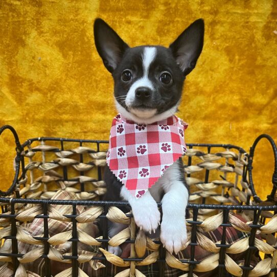 Chihuahua-DOG-Female-Black-9043-Petland Pensacola, Florida