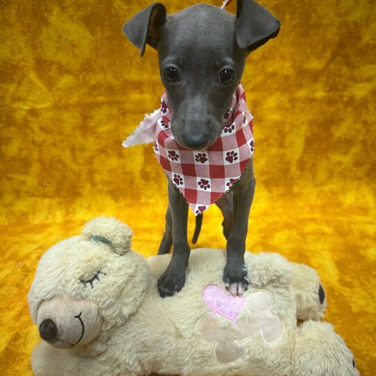 Italian Greyhound-DOG-Female-Blue-9044-Petland Pensacola, Florida