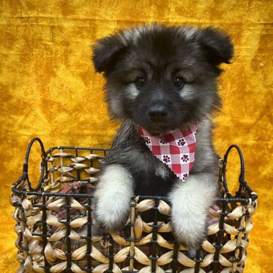 Keeshond-DOG-Female-Silver and Black-9034-Petland Pensacola, Florida