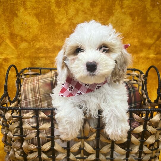 Cockapoo F1B-DOG-Male-Apricot-9033-Petland Pensacola, Florida