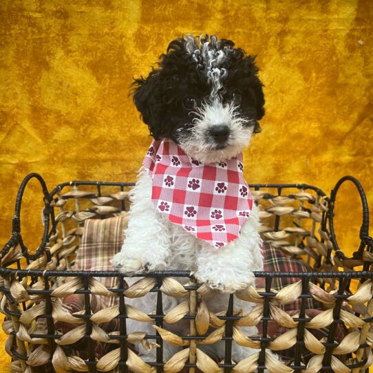 Bichon-Poodle-DOG-Male-Black and White-9032-Petland Pensacola, Florida