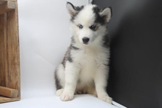 Siberian Husky-DOG-Female-Black / White-9051-Petland Pensacola, Florida