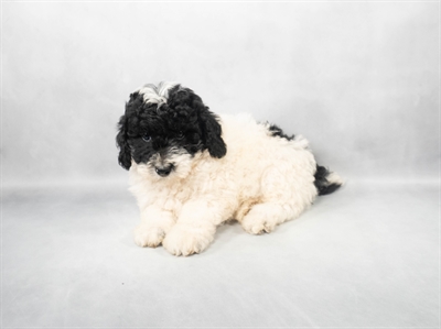 Poodle-DOG-Male-Black and White-9069-Petland Pensacola, Florida