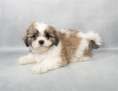 Shih Tzu-DOG-Female-Gold and White-9070-Petland Pensacola, Florida