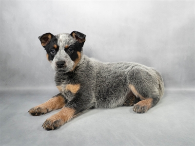 Australian Cattle Dog-DOG-Female-Blue Mottled-9072-Petland Pensacola, Florida