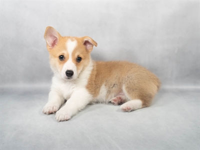 Pembroke Welsh Corgi-DOG-Male-Red-9073-Petland Pensacola, Florida