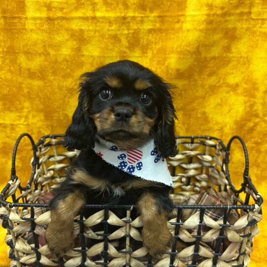 Cavalier King Charles Spaniel-DOG-Male-Black / Tan-9054-Petland Pensacola, Florida