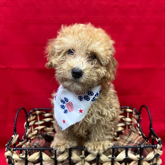 Miniature Poodle-DOG-Female-Red-9052-Petland Pensacola, Florida