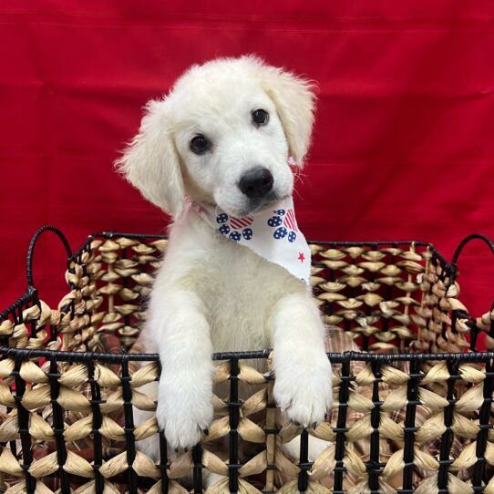 Golden Retriever-DOG-Male-Cream-9055-Petland Pensacola, Florida