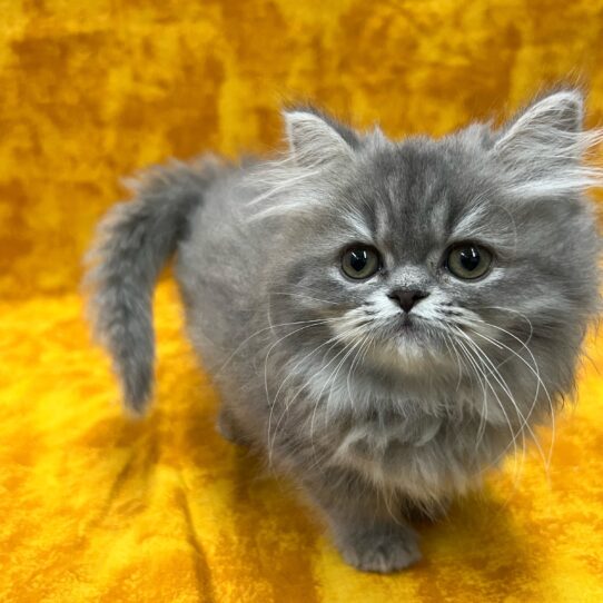 Persian-KITTEN-Female-Blue Tabby-9062-Petland Pensacola, Florida