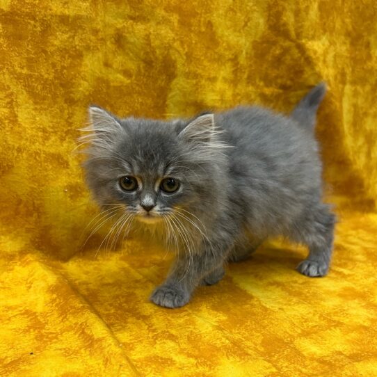 Persian-KITTEN-Male-Blue Tabby-9060-Petland Pensacola, Florida