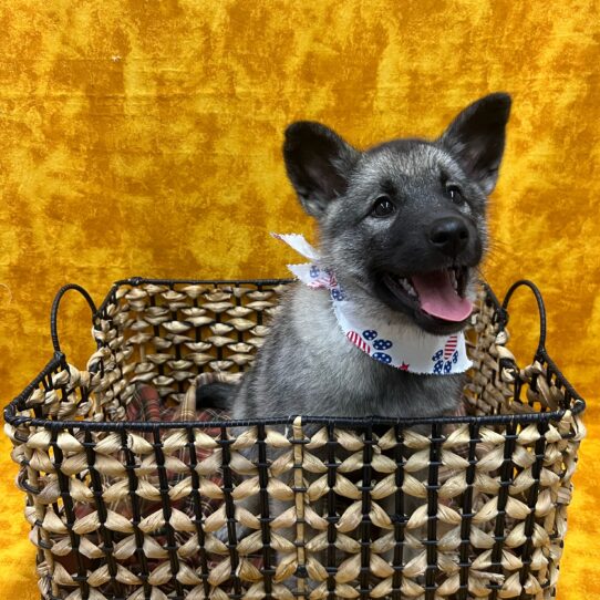 Norwegian Elkhound-DOG-Female-Silver / Black-9059-Petland Pensacola, Florida