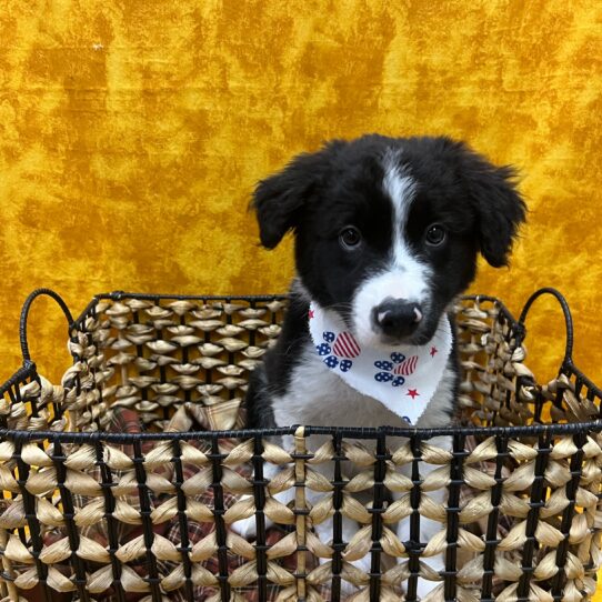 Border Collie-DOG-Male-Black / White-9058-Petland Pensacola, Florida