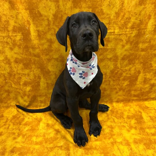 Great Dane-DOG-Male-Black-9057-Petland Pensacola, Florida