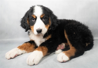 Bernese Mountain Dog-DOG-Male-Black Rust and White-9078-Petland Pensacola, Florida