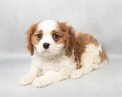 Cavalier King Charles Spaniel-DOG-Male-Blenheim-9079-Petland Pensacola, Florida
