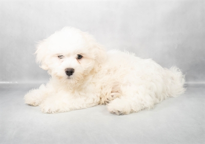Teddy Bear-DOG-Male-White-9080-Petland Pensacola, Florida