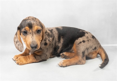 Dachshund-DOG-Female-Black and Silver Dapple-9082-Petland Pensacola, Florida