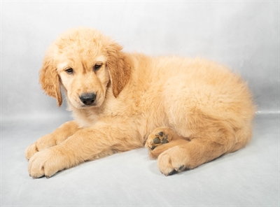 Golden Retriever-DOG-Male-Golden-9084-Petland Pensacola, Florida