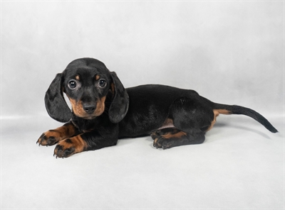 Dachshund-DOG-Male-Black and Tan-9088-Petland Pensacola, Florida