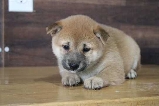Shiba Inu-DOG-Female-Red-9089-Petland Pensacola, Florida