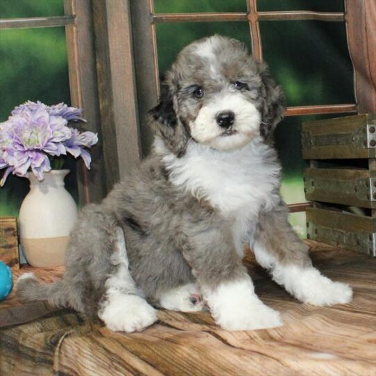 Miniature Bernedoodle 2nd Gen-DOG-Male-Blue Merle-9093-Petland Pensacola, Florida