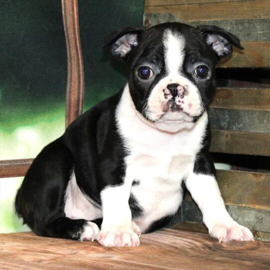 Boston Terrier-DOG-Female-Black-9095-Petland Pensacola, Florida
